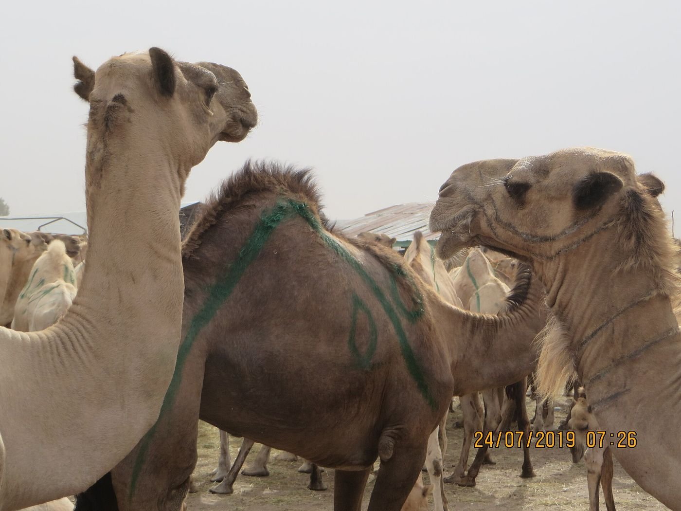 سوق الإبل والماشية